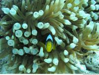 Clown anemonefish Amphiprion ocellaris 3